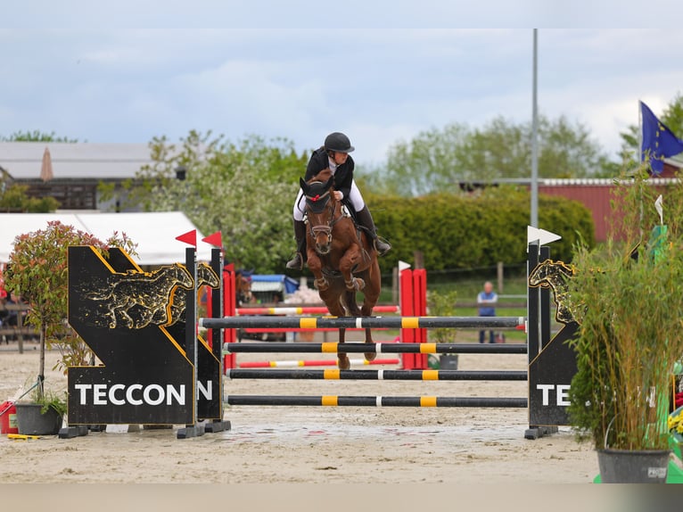 Zangersheider Hongre 9 Ans 172 cm Alezan brûlé in Kisdorf
