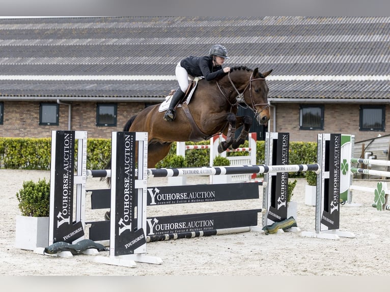Zangersheider Hongre 9 Ans 176 cm Bai in Waddinxveen