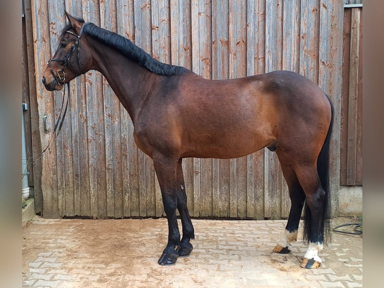 Zangersheider Hongre 9 Ans 180 cm Bai in Unterschneidheim
