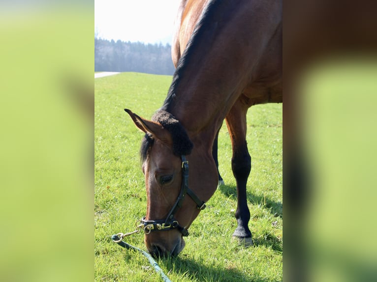 Zangersheider Jument 10 Ans 160 cm Bai in Raubling