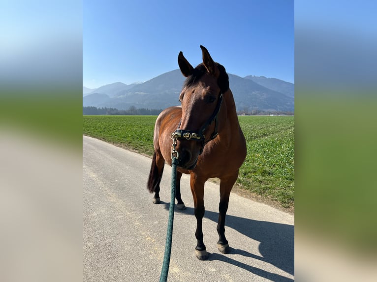 Zangersheider Jument 10 Ans 160 cm Bai in Raubling