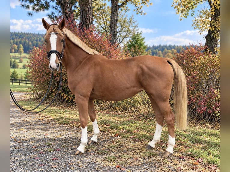 Zangersheider Jument 10 Ans 163 cm Alezan in Davidschlag