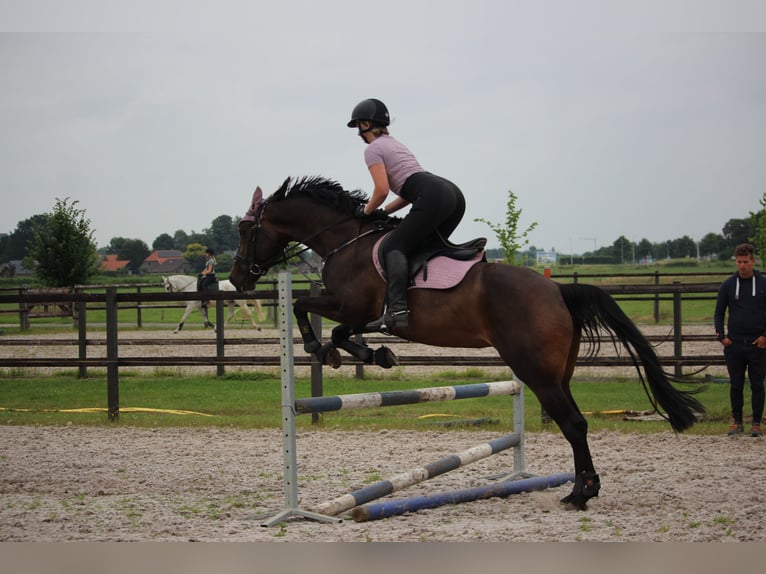 Zangersheider Jument 10 Ans 164 cm Bai brun in Noordwijk