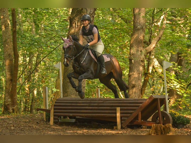 Zangersheider Jument 10 Ans 164 cm Bai brun in Noordwijk