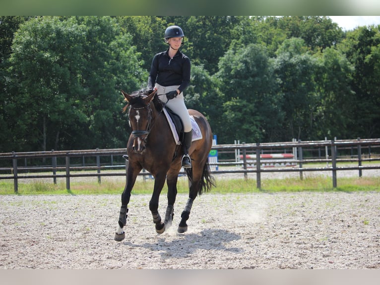 Zangersheider Jument 10 Ans 164 cm Bai brun in Noordwijk
