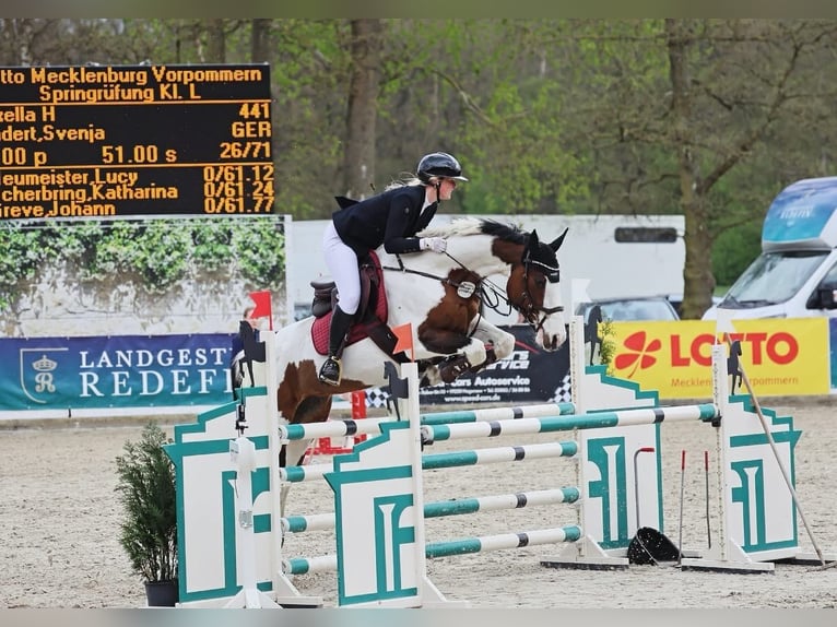 Zangersheider Jument 10 Ans 165 cm Pinto in Ludwigslust