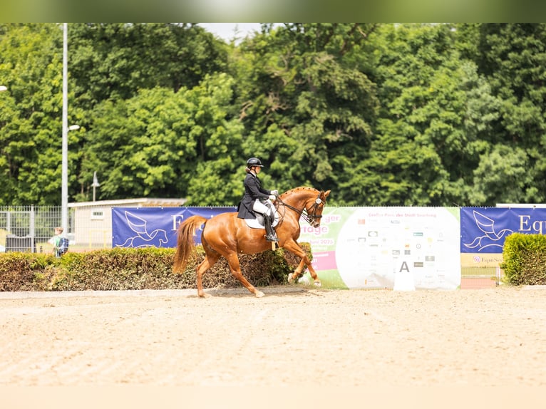 Zangersheider Jument 10 Ans 166 cm Alezan in Perl