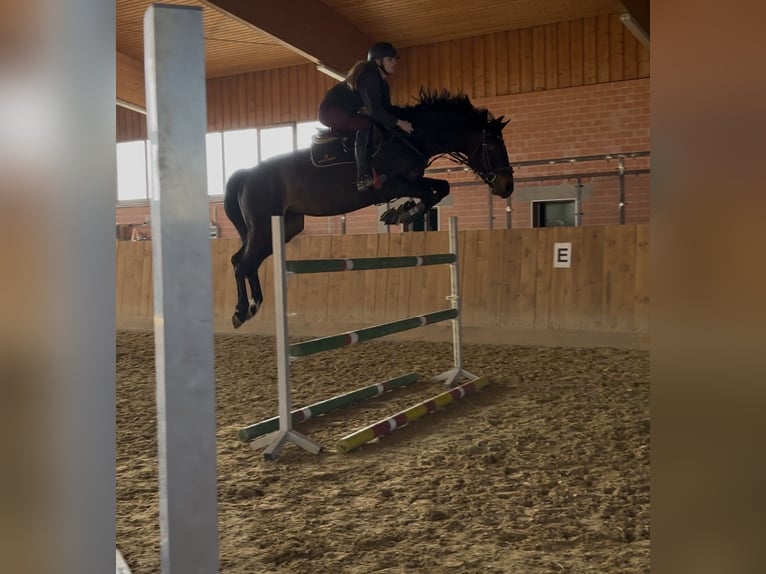 Zangersheider Jument 10 Ans 167 cm Bai brun foncé in Vöhl Zangersheider Jument 10 Ans 167 cm Bai brun foncé in Vöhl