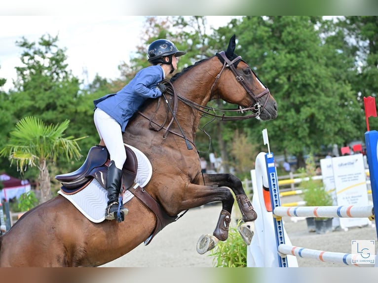Zangersheider Jument 10 Ans 167 cm Bai in Besan&#xE7;on