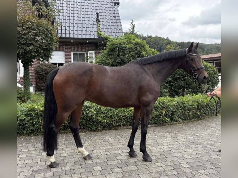 Zangersheider Jument 10 Ans 168 cm Bai brun in Ulm