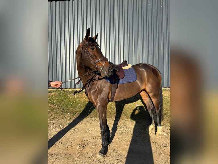Zangersheider Jument 10 Ans 169 cm Bai brun in Geisenheim
