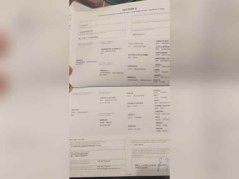 Zangersheider Jument 10 Ans 170 cm Bai brun in Rečica ob Savinji