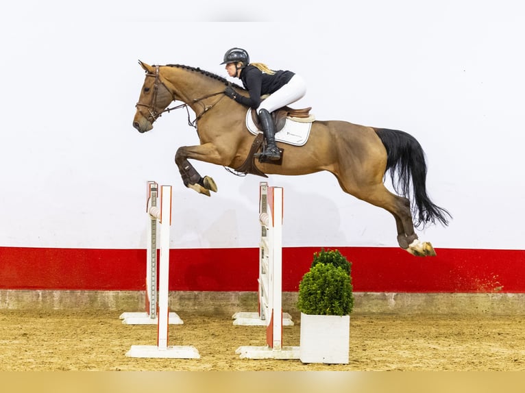 Zangersheider Jument 10 Ans 172 cm Bai in Waddinxveen