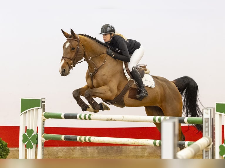Zangersheider Jument 10 Ans 172 cm Bai in Waddinxveen