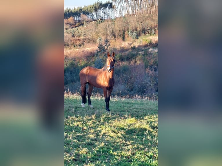 Zangersheider Jument 10 Ans 178 cm Isabelle in Suevos (Arteixo)