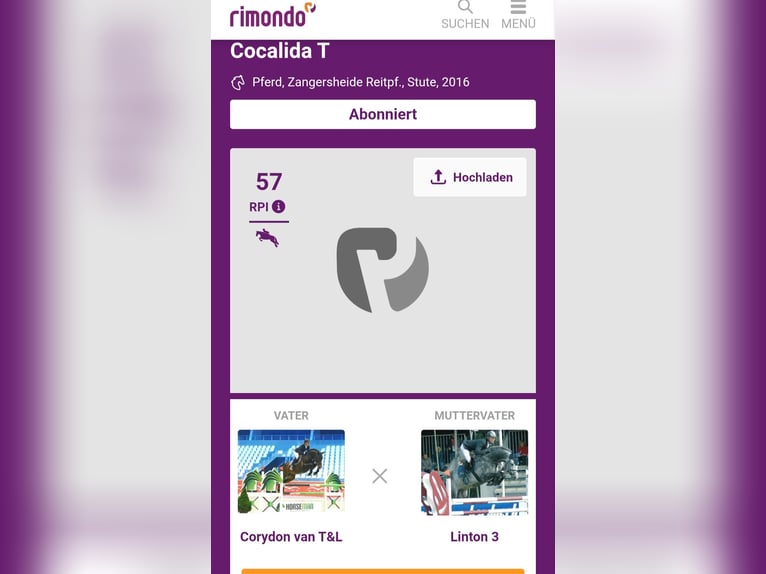 Zangersheider Jument 10 Ans 180 cm Gris in Großensee