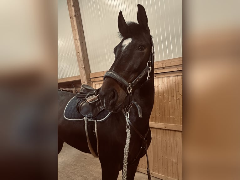 Zangersheider Jument 10 Ans Bai brun in Strmec