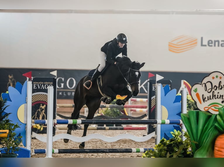 Zangersheider Jument 10 Ans Bai brun in Strmec