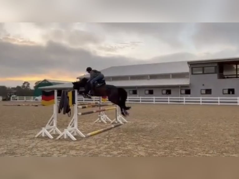 Zangersheider Jument 10 Ans Bai brun in Strmec
