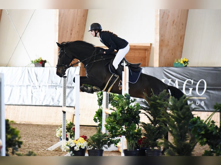 Zangersheider Jument 10 Ans Bai brun in Strmec