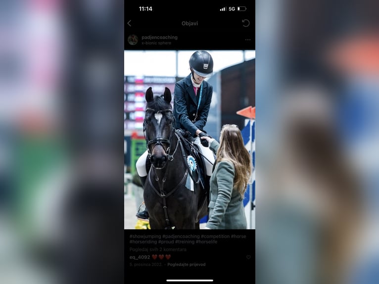 Zangersheider Jument 10 Ans Bai brun in Strmec