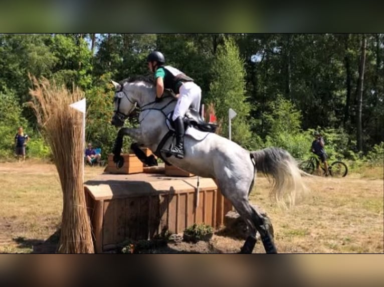 Zangersheider Jument 10 Ans in Westkerke