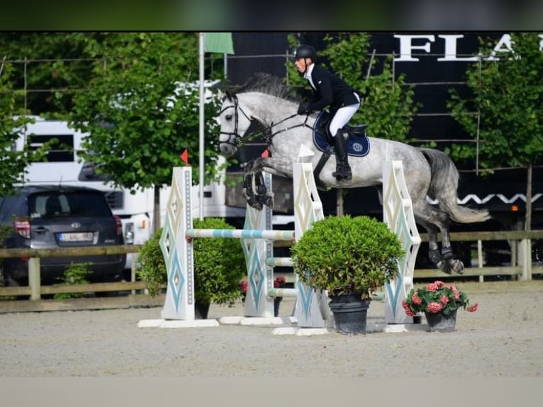 Zangersheider Jument 10 Ans in Westkerke