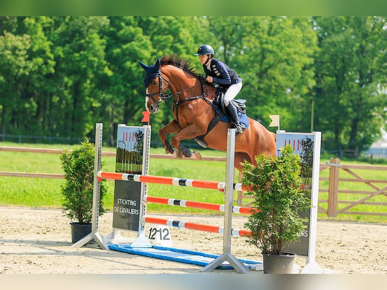 Zangersheider Jument 11 Ans 162 cm Bai brun in Broekhuizenvorst
