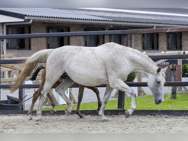 Zangersheider Jument 11 Ans 165 cm Gris in Waddinxveen