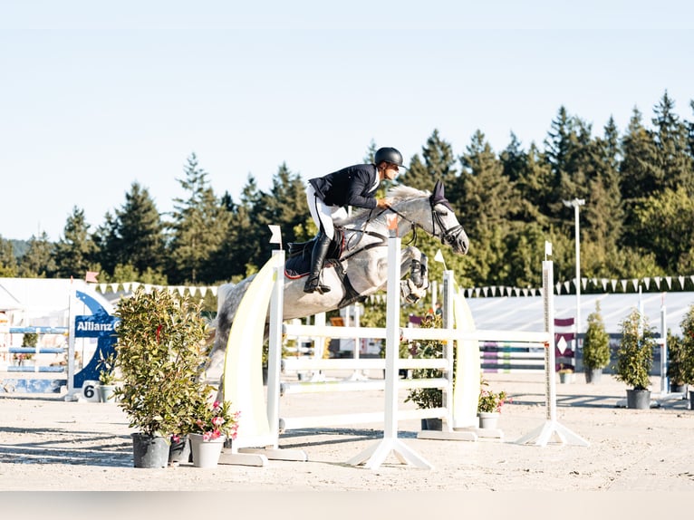 Zangersheider Jument 11 Ans 169 cm Gris in Geilenkirchen