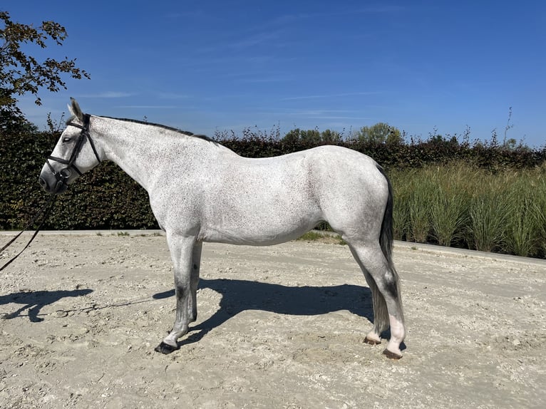 Zangersheider Jument 11 Ans 169 cm Grullo in GROTE BROGEL