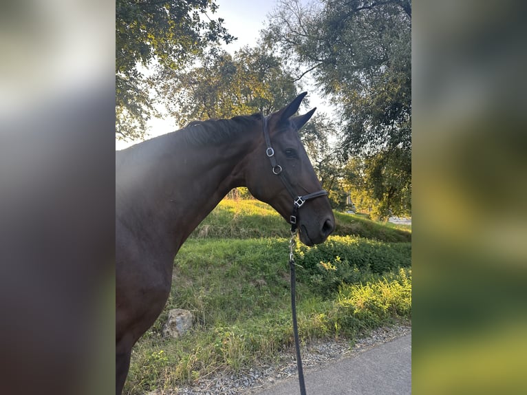 Zangersheider Jument 11 Ans 170 cm Bai in Denkendorf