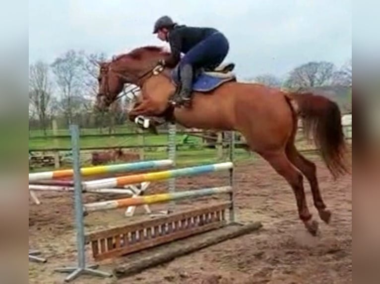 Zangersheider Jument 11 Ans 172 cm Alezan in Werlte