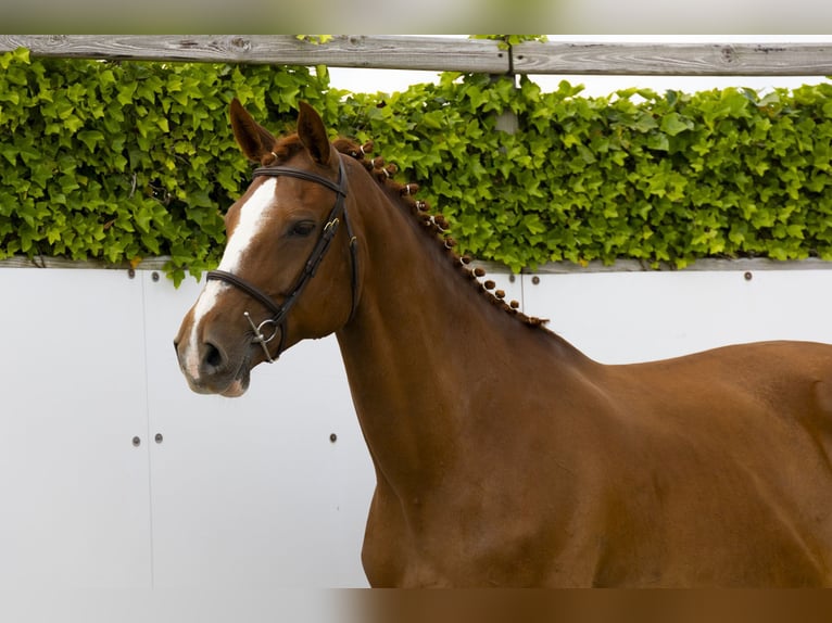 Zangersheider Jument 11 Ans 173 cm Alezan in Waddinxveen