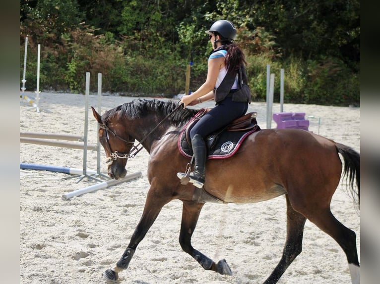 Zangersheider Jument 11 Ans 175 cm Bai in Quimper