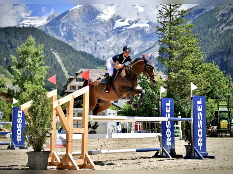 Zangersheider Jument 11 Ans Bai brun in Thun