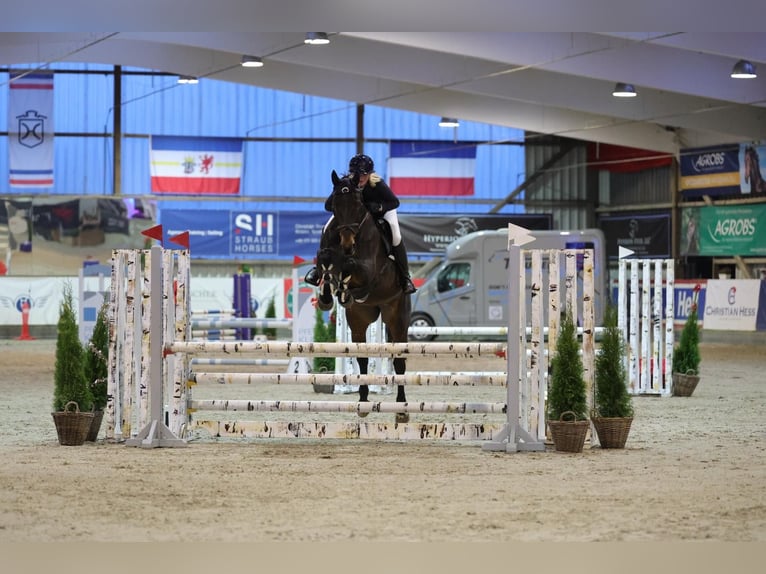 Zangersheider Jument 12 Ans 165 cm Bai brun in Schwentinental
