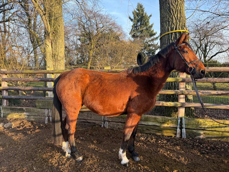 Zangersheider Jument 12 Ans 167 cm Bai in Wijchmaal