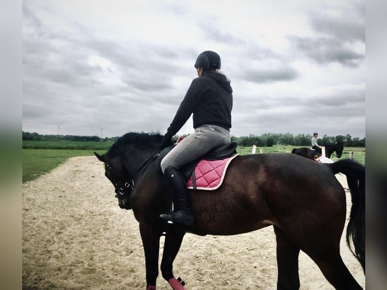Zangersheider Jument 12 Ans 168 cm Bai brun in Laarne
