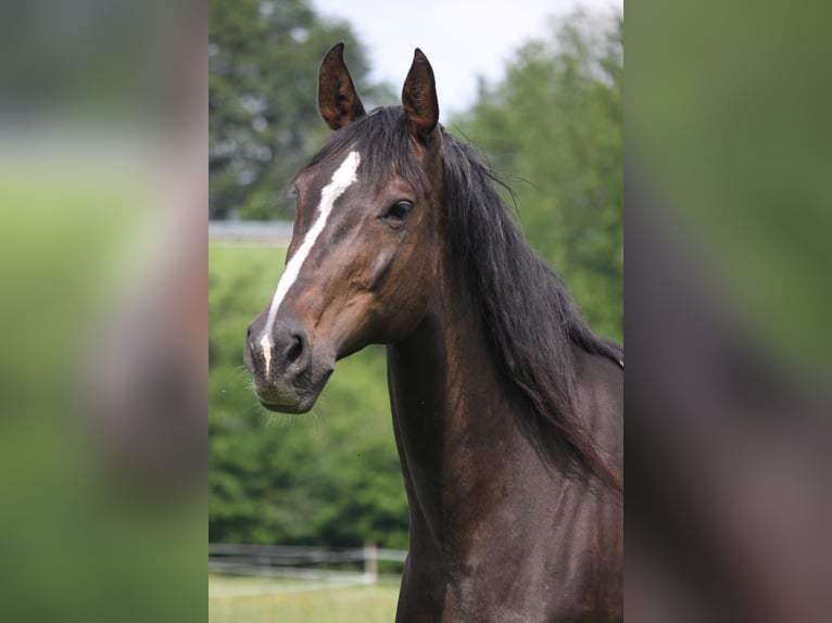 Zangersheider Jument 12 Ans 168 cm Bai in Hütschenhausen