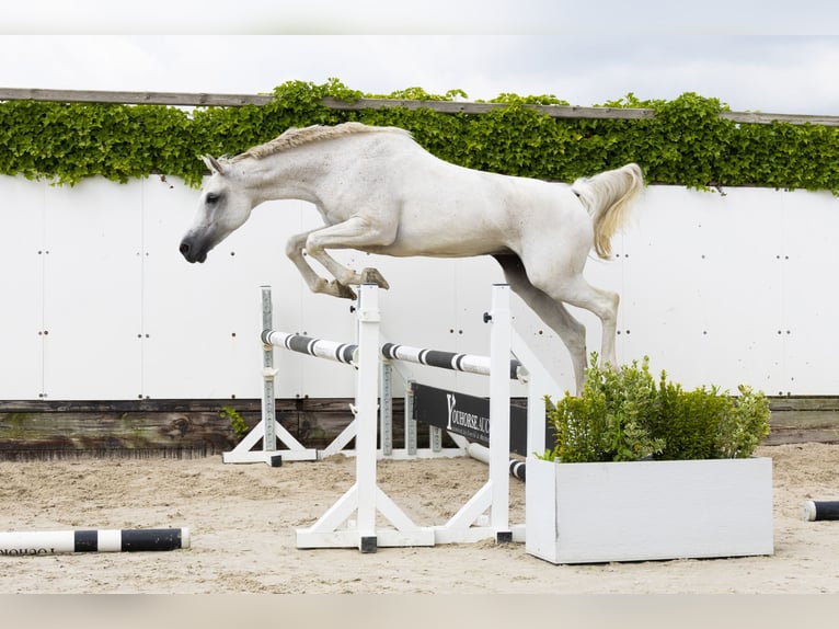 Zangersheider Jument 13 Ans 162 cm Gris in Waddinxveen