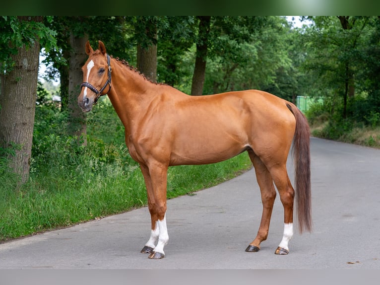 Zangersheider Jument 13 Ans 164 cm Alezan in Nettetal
