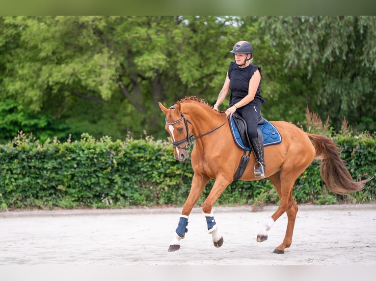 Zangersheider Jument 13 Ans 164 cm Alezan in Nettetal
