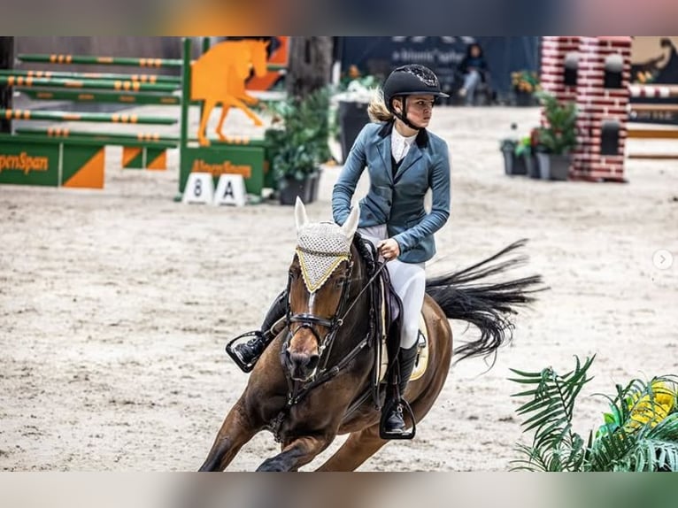 Zangersheider Jument 14 Ans Bai cerise in Tök