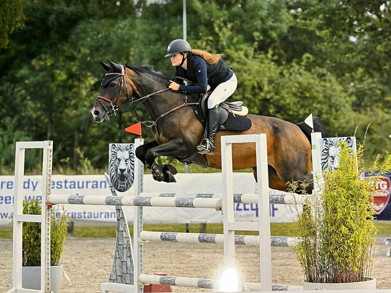 Zangersheider Jument 15 Ans 160 cm Bai in Turnhout