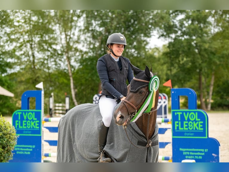 Zangersheider Jument 15 Ans 160 cm Bai in Turnhout