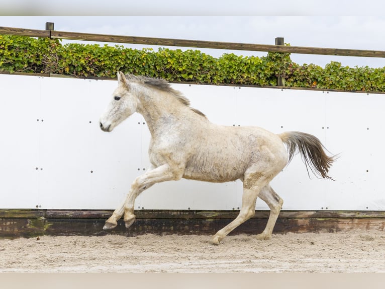 Zangersheider Jument 15 Ans 162 cm Gris in Waddinxveen