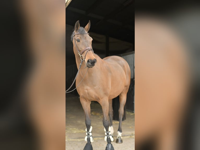 Zangersheider Jument 15 Ans 165 cm Bai in Geilenkirchen