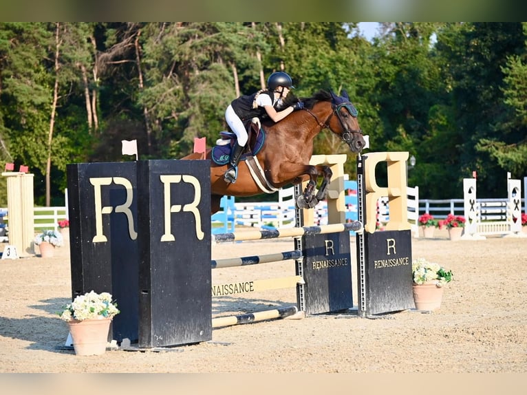 Zangersheider Jument 16 Ans 163 cm Bai in Pineta Di Arenzano
