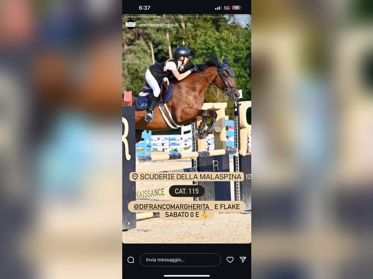 Zangersheider Jument 16 Ans 163 cm Bai in Pineta Di Arenzano